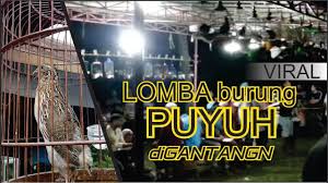 Burung puyuh dari dunia baru (famili odontophoridae) dan puyuh kancing (famili turnicidae). Kandang Burung Puyuh Gantangan Tentang Kolam Kandang Ternak