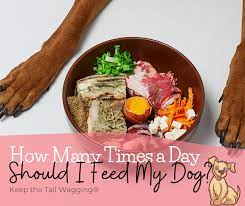 How Many Times A Day Should I Feed My Dog Keep The Tail Wagging