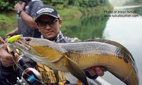 Contextual translation of ikan toman into english. Snakeheads Talk About Fish