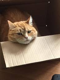 Cats, unlike humans, don't anticipate, understand, realize, or even know about death. We Thought My Cat Ran Away But Then We Found Her Dead In The Basement She Knew It Was Her Time She Didn T Want Us To She Her Pass Away She Knew