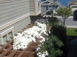 This beautiful evergreen clematis 'cartmanii joe'&nbsp;is a compact climber that is perfect for smaller and courtyard gardens. Clematis Cartmanii Joe Blooming In Nanaimo Youtube