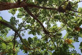 Image result for Hagenia