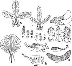 Image result for Melolobium