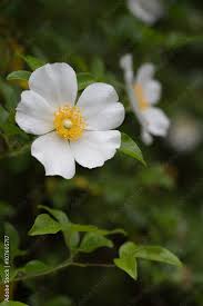 Image result for Rosa laevigata
