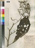 Image result for Vernonia conferta