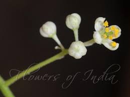 Image result for Clausena anisata