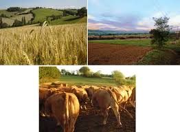 Cattle feed on grasses, legumes, roughage, etc. Crop Livestock Integration Beyond The Farm Level A Review Springerlink