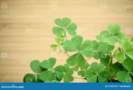 5,603 Clovers Leaf Stock Photos