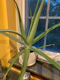 Image result for Aloe aculeata × globuligemma