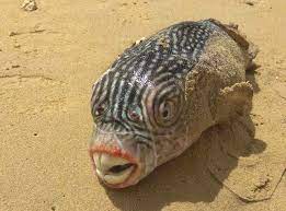 The fish's tubular eyes, well inside the head, are capped by bright green lenses. Crazy Looking Fish From The Deep Sea Cbs News