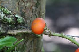 Image result for Solanum capsicoides