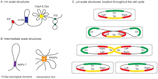 Different Levels Of Organization Exist Within Bacterial Chromosomes Download Scientific Diagram