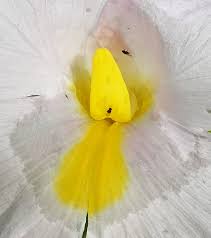 Image result for Siphonochilus brachystemon