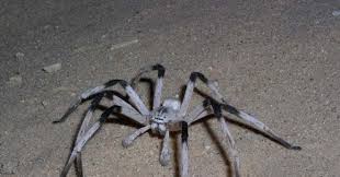 Huntsman spider (heteropoda sp.) with beetle prey, ulu selangor, selangor, malaysia. Giant Spider Species Discovered In Middle Eastern Sand Dunes Wired