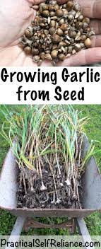 Some garlic varieties will produce seeds if scapes are not removed from the plants, but these seeds will not be true to type. Growing Garlic From Seed Top Setting Bulbils Growing Garlic Growing Vegetables Planting Herbs