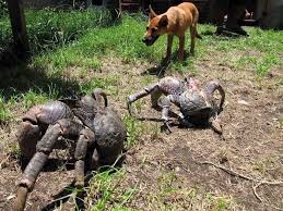 Also you can share or upload your favorite wallpapers. Found In Guam Coconut Crabs Are Also Known As Robber Crabs Because They Will Go Into People S Houses And Steal Their Stuff They Like Shiny And Smelly Things Damnthatsinteresting
