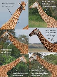 Population Structure Of Giraffes Is Affected By Management