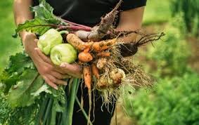 A handy salad recipe for when you find yourself with any left over vegetables following a trip to the fourth dimension of darkness. Harvesting Your Own Christmas Veg David Domoney