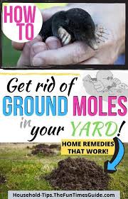 How To Get Rid Of Moles In Your Yard The Ultimate Guide To Ground Mole Removal From A Pest Control Expert In 2020 Mole Removal Yard Mole Removal Getting Rid Of Gophers