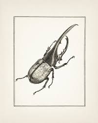 Hercules Beetle Drawing Fine Art Print Of A Vintage Natural Etsy Beetle Drawing Beetle Art Hercules Beetle
