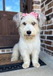 Big Dog Rescue Project added a...