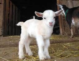 Pin By Misfit Farm Oregon On Animals Goats Cute Goats Baby Goats