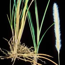 Image result for Imperata