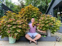 Image result for Coleus