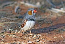 Birds And Their Eggs Pictures Birds Sing To Their Eggs And This Song Might Help Their Babies Survive Climate Change Bird Breeds Animal Behavior Climate Change