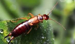 9 Animaux Qui Protegent Votre Jardin Potager Des Nuisibles Jardin Potager Jardins Potager