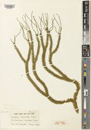 Image result for Huperzia gnidioides