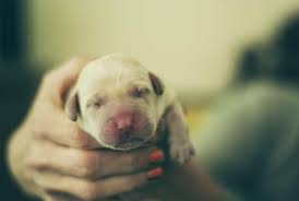 Newborn Yellow Lab Puppy Yellow Lab Puppy Yellow Lab Puppy Photos