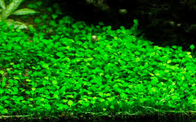Image result for Marsilea subterranea