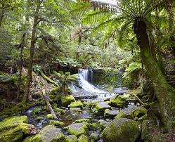 Buy Temperate Rainforest Falls Tasmania Image Online Print Canvas Photos Temperate Rainforest Photo Canvas Rainforest