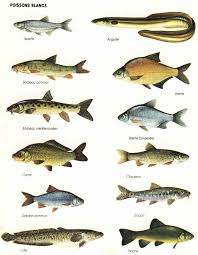 Les Poissons Blancs Fish Meat