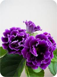 Gloxinia Beautiful Flowers Purple Garden Purple Flowers