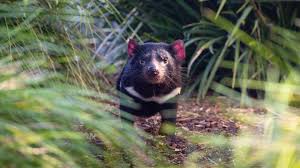 Often, they feast on dead carcasses. Tasmanian Devil Endangered Australian Marsupial Auckland Zoo