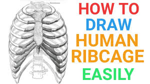 The rib cage is the arrangement of ribs attached to the vertebral column and sternum in the thorax of most vertebrates, that encloses and protects the vital organs such as the heart, lungs and great vessels. How To Draw Human Ribcage Easily For Exams Human Ribs Skeleton System Bones Ncert Youtube