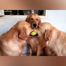 Dogs Why Are You So Funny Katze Sussekatze Kleinekatze Lustige Bilder Von Tieren Susseste Haustiere Lustige Hunde