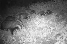 Let the deals come to you by receiving our daily deals email. Bushnell Trophy Cam Aggressor Low Glow 20mp 119874