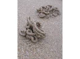 Image result for Aneilema arenicola