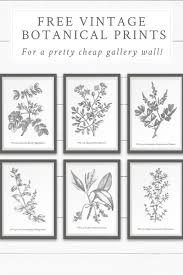 Antique Botanical Prints Black And White Download This Free Printable Vintage Botanical Wall Art To Create A Beautiful And Cheap Gallery Wall In Free Printable Wall Art Gallery Wall Botanical Wall Art