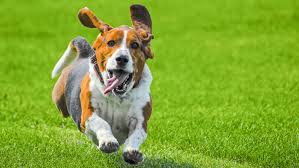 Image result for basset hound