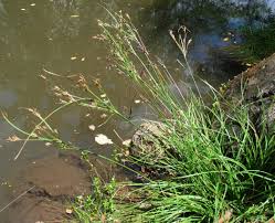 Image result for Vahlia dichotoma