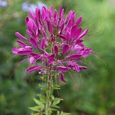 50 Cleome Violet Queen Flower Seeds Flower Seeds Plants Beautiful Flowers