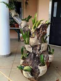 Pin On Container Gardening
