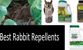 The following five repellents all use natural ingredients and are safe to use in your garden for you and your family. Top 10 Best Rabbit Repellents And Deterrents Expert Review 2021