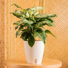 Image result for beautiful dieffenbachia