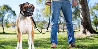 Check spelling or type a new query. The Best Dog Training Collars In 2021 Pets Guided
