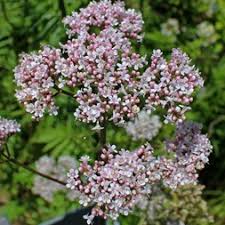 Image result for Valerianaceae